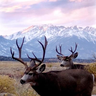 14ers_02_mt_columbia