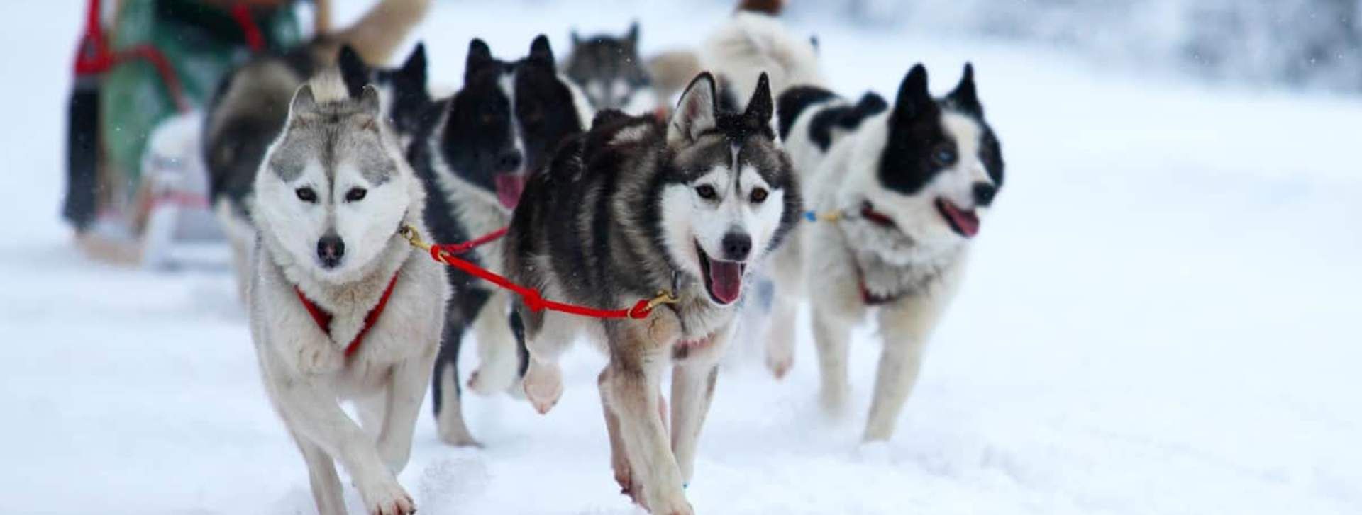 dog sledding