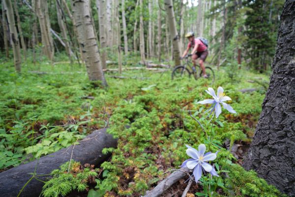 twin lakes to half moon creek