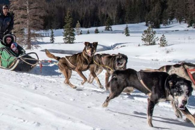 dog sledding buena vista  salida