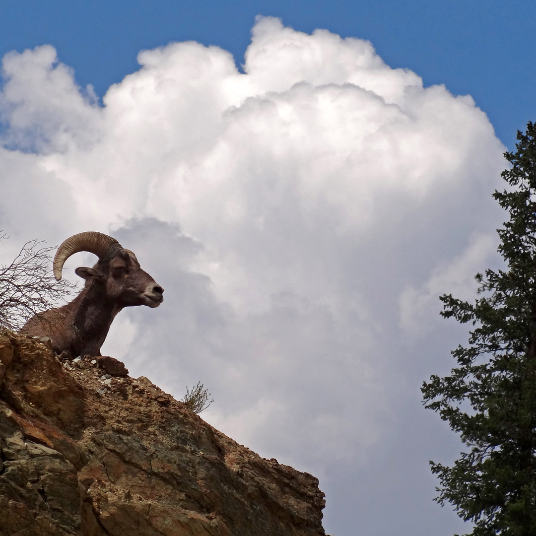 Cpsb_01_bighorn-rams - Buena Vista & Salida, Colorado Vacation